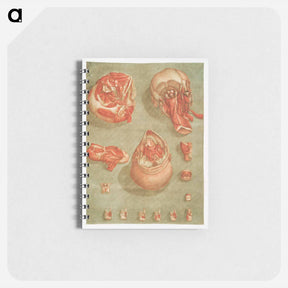 アートメモ帳-This fascinating collection of anatomical illustrations - アルノルド エロイ ゴーティエ ダゴティ Memo.