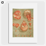 This fascinating collection of anatomical illustrations - アルノルド エロイ ゴーティエ ダゴティ Poster.