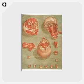 アートポストカード-This fascinating collection of anatomical illustrations - アルノルド エロイ ゴーティエ ダゴティ Postcard.