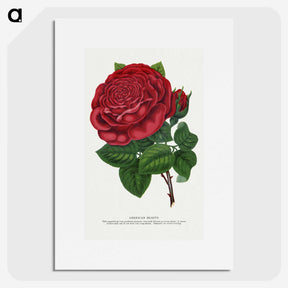 1-7_Botanical-Specimen-Plates_picture