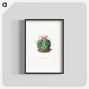 アートポスター-Echinocactus Pentacanthus
 - シャルル アントワーヌ ルメール Poster.