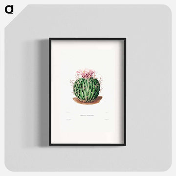 Echinocactus Pentacanthus
 - シャルル アントワーヌ ルメール Poster.