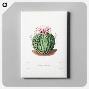 アートパネル-Echinocactus Pentacanthus
 - シャルル アントワーヌ ルメール Canvas.