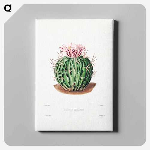 Echinocactus Pentacanthus
 - シャルル アントワーヌ ルメール Canvas.