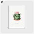 アートポストカード-Echinocactus Pentacanthus
 - シャルル アントワーヌ ルメール Postcard.