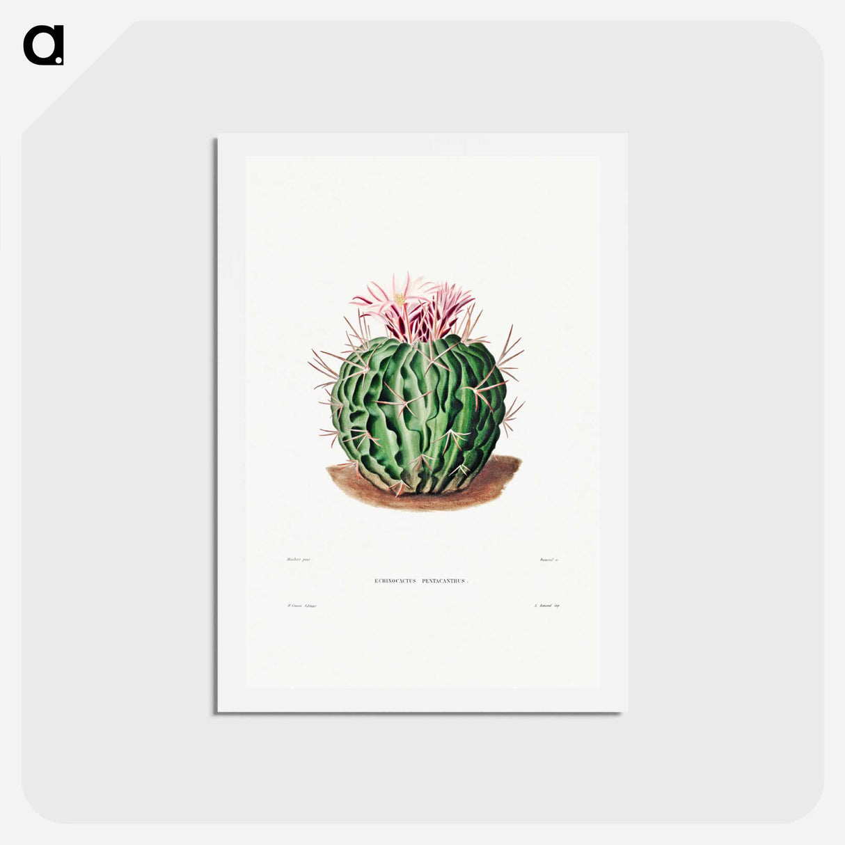 アートポストカード-Echinocactus Pentacanthus
 - シャルル アントワーヌ ルメール Postcard.