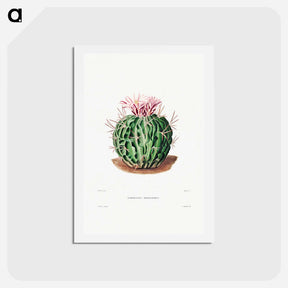 アートポストカード-Echinocactus Pentacanthus
 - シャルル アントワーヌ ルメール Postcard.