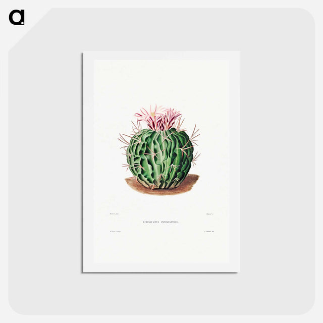 アートポストカード-Echinocactus Pentacanthus
 - シャルル アントワーヌ ルメール Postcard.