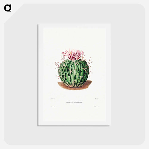 Echinocactus Pentacanthus
 - シャルル アントワーヌ ルメール Postcard.