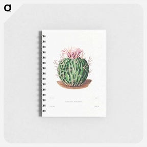 アートメモ帳-Echinocactus Pentacanthus
 - シャルル アントワーヌ ルメール Memo.