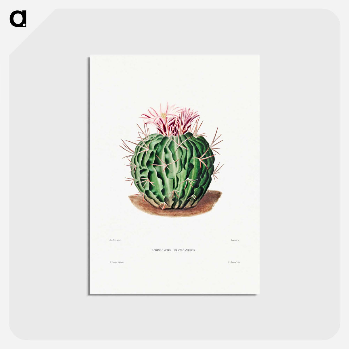 アートポストカード-Echinocactus Pentacanthus
 - シャルル アントワーヌ ルメール Postcard.
