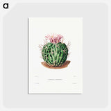 アートポストカード-Echinocactus Pentacanthus
 - シャルル アントワーヌ ルメール Postcard.