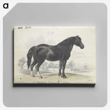 1-7_Charles-Hamilton-Smith_canvas