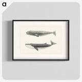 1-7_Charles-Melville-Scammon_blk
