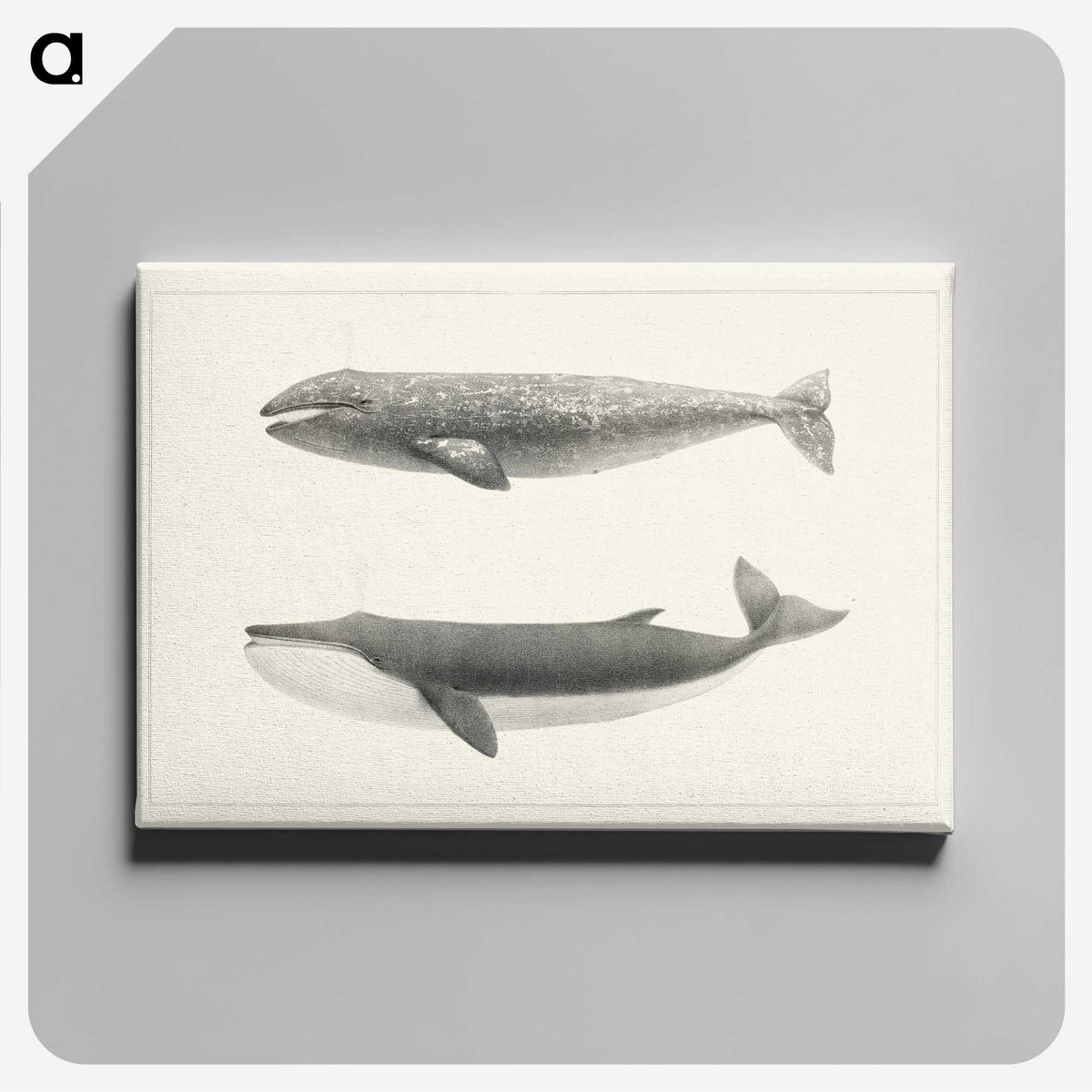 1-7_Charles-Melville-Scammon_canvas