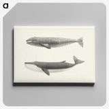 1-7_Charles-Melville-Scammon_canvas