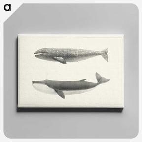 1-7_Charles-Melville-Scammon_canvas