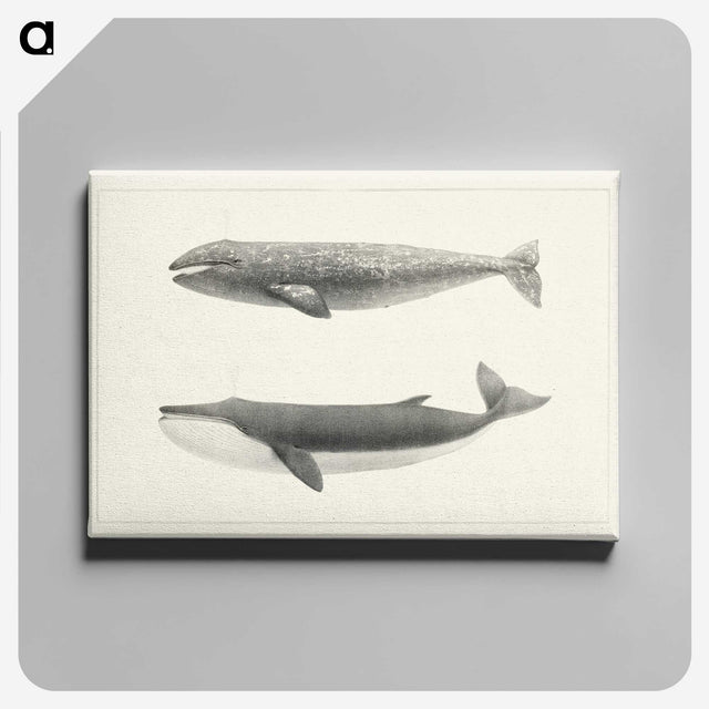 1-7_Charles-Melville-Scammon_canvas