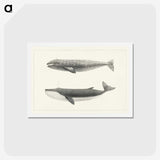 1-7_Charles-Melville-Scammon_hagaki