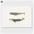 1-7_Charles-Melville-Scammon_picture