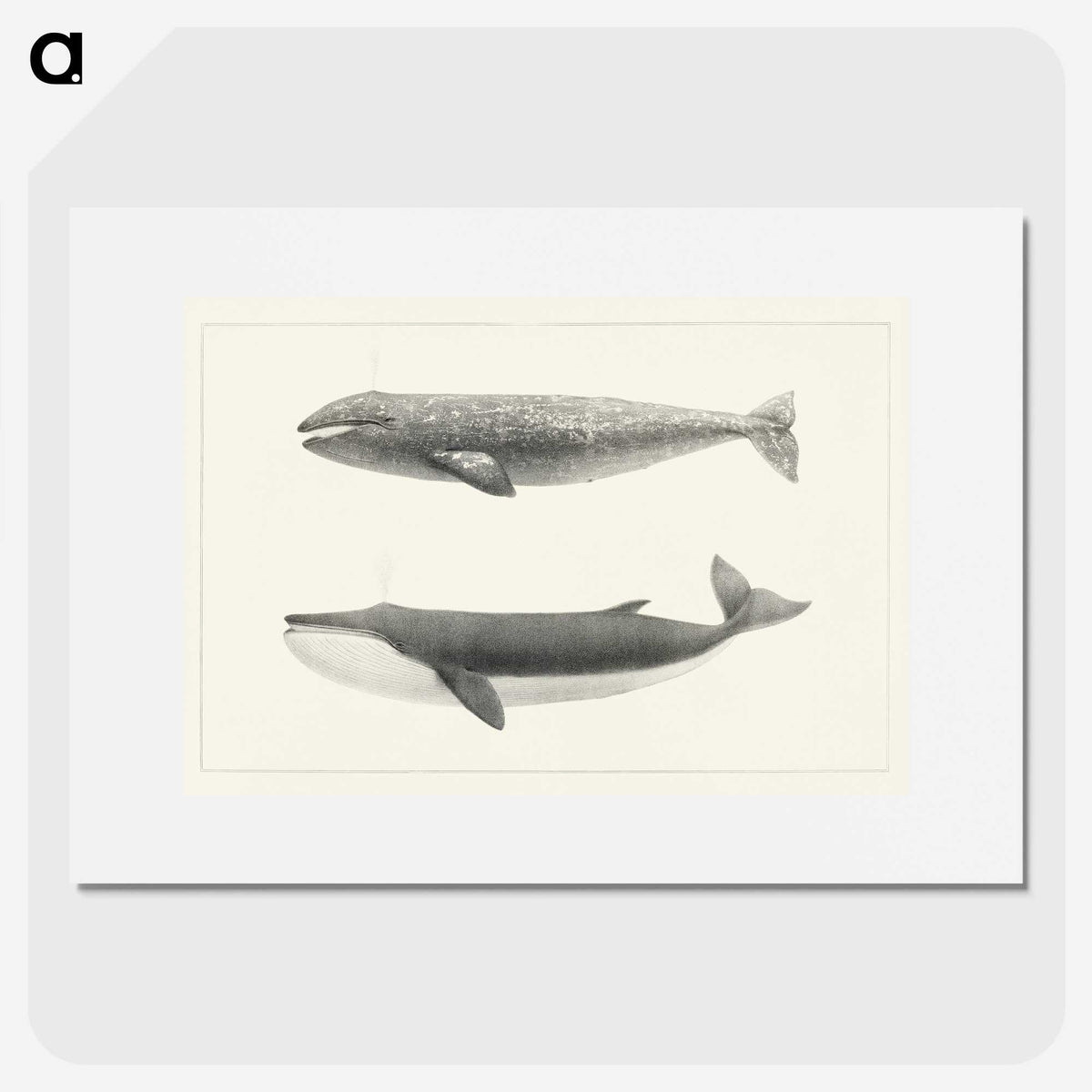 1-7_Charles-Melville-Scammon_picture