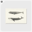 1-7_Charles-Melville-Scammon_postcard