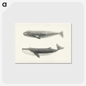 1-7_Charles-Melville-Scammon_postcard