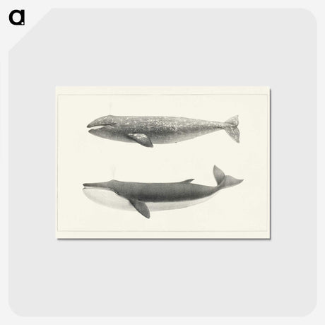 1-7_Charles-Melville-Scammon_postcard