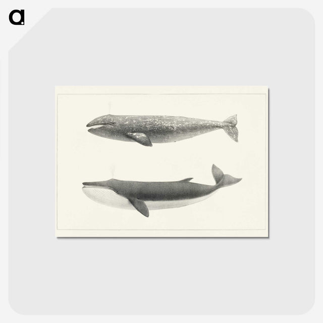1-7_Charles-Melville-Scammon_postcard