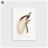 1-7_Des-Oiseaux-de-Paradis_hagaki