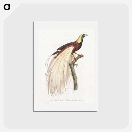 1-7_Des-Oiseaux-de-Paradis_hagaki