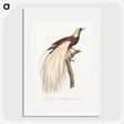 1-7_Des-Oiseaux-de-Paradis_picture