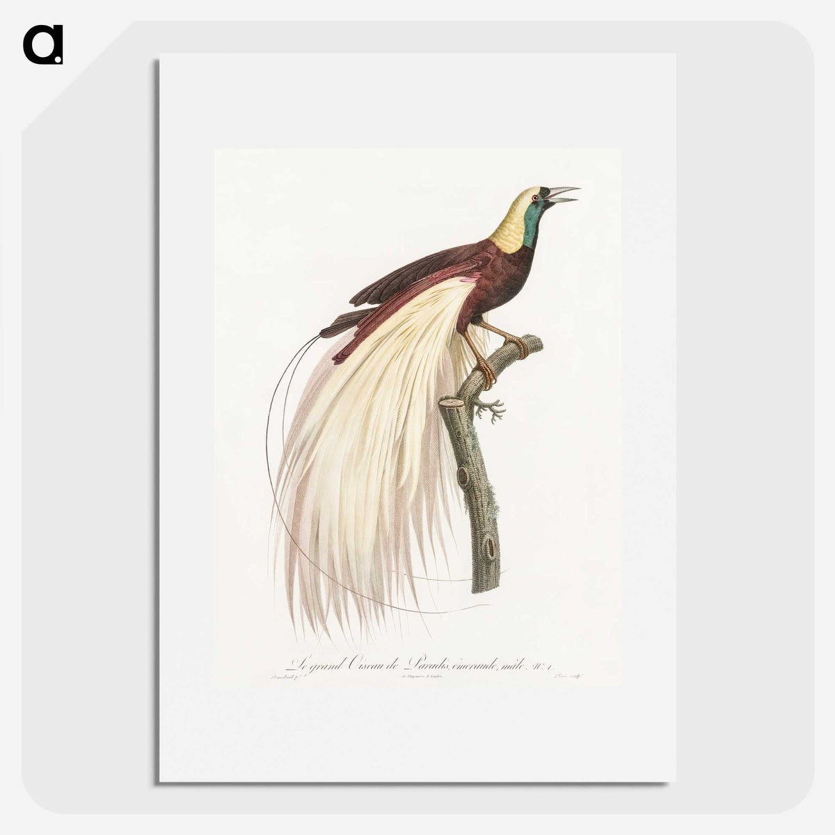 1-7_Des-Oiseaux-de-Paradis_picture