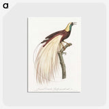 1-7_Des-Oiseaux-de-Paradis_postcard