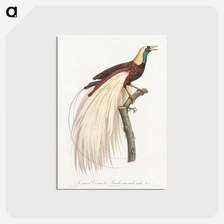1-7_Des-Oiseaux-de-Paradis_postcard