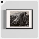 Stoop Labor in Cotton Field, San Joaquin Valley, California - Dorothea Lange Poster.