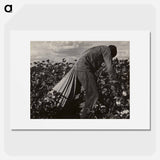 Stoop Labor in Cotton Field, San Joaquin Valley, California - Dorothea Lange Poster.