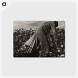 1-7_Dorothea-Lange_postcard