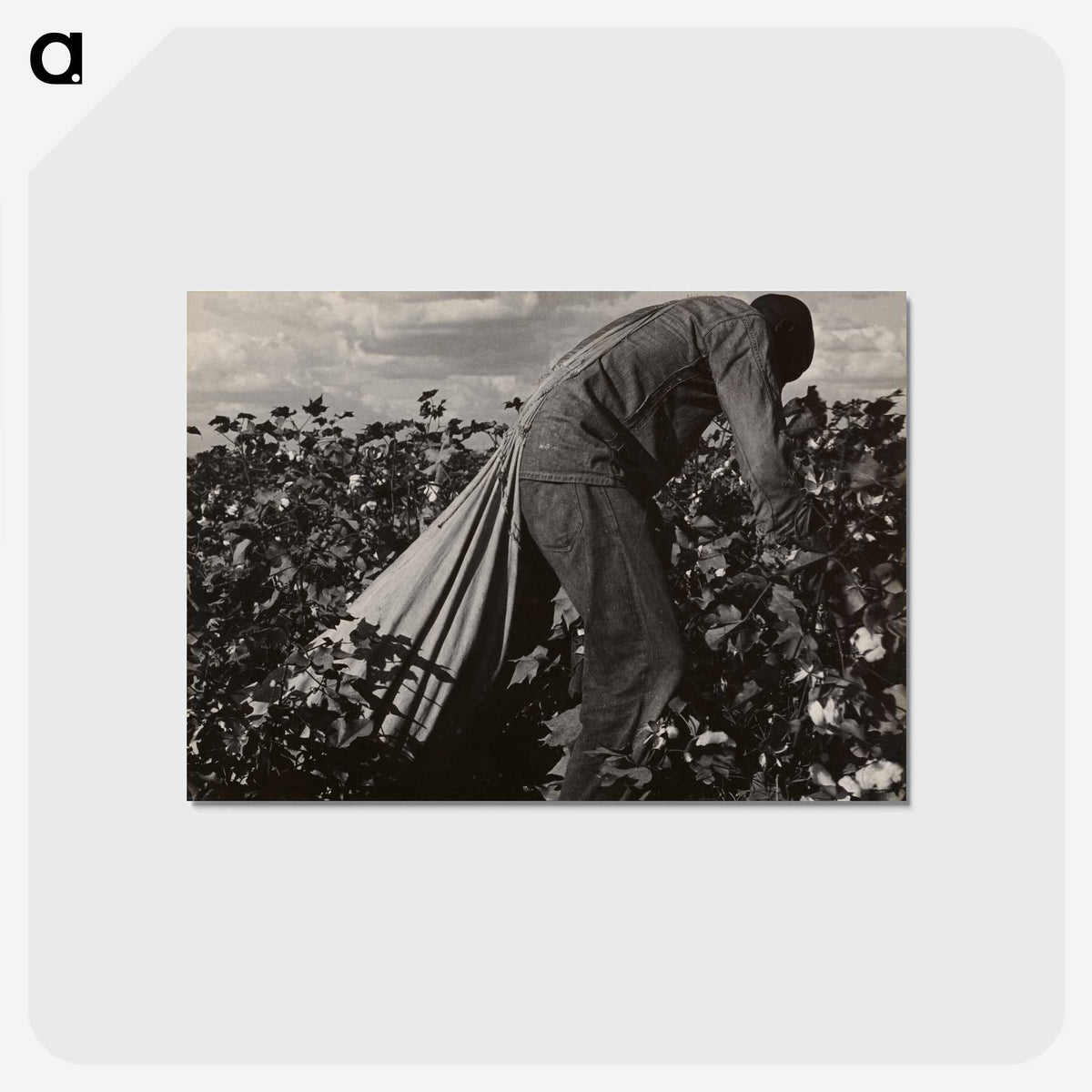 1-7_Dorothea-Lange_postcard