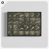 1-7_Eadweard-Muybridge_blk-crop