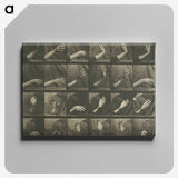 1-7_Eadweard-Muybridge_canvas