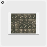 アートポストカード-Animal Locomotion, Plate 535
 - エドワード マイブリッジ Postcard.