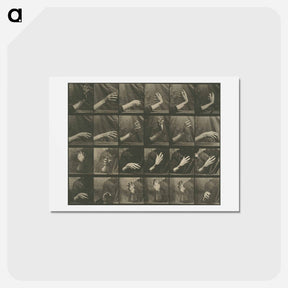 アートポストカード-Animal Locomotion, Plate 535
 - エドワード マイブリッジ Postcard.