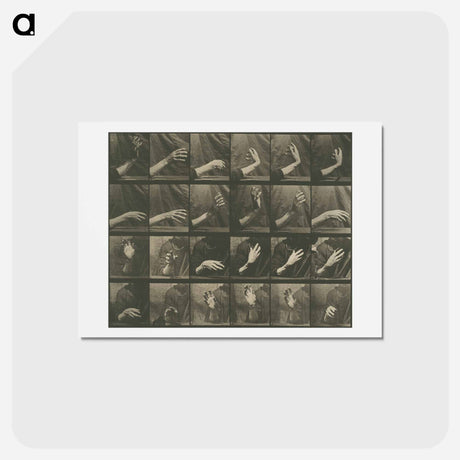 アートポストカード-Animal Locomotion, Plate 535
 - エドワード マイブリッジ Postcard.