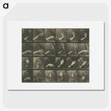 1-7_Eadweard-Muybridge_picture