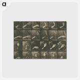 アートポストカード-Animal Locomotion, Plate 535
 - エドワード マイブリッジ Postcard.