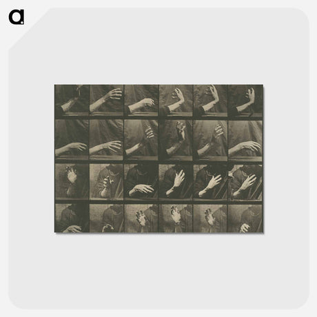 アートポストカード-Animal Locomotion, Plate 535
 - エドワード マイブリッジ Postcard.