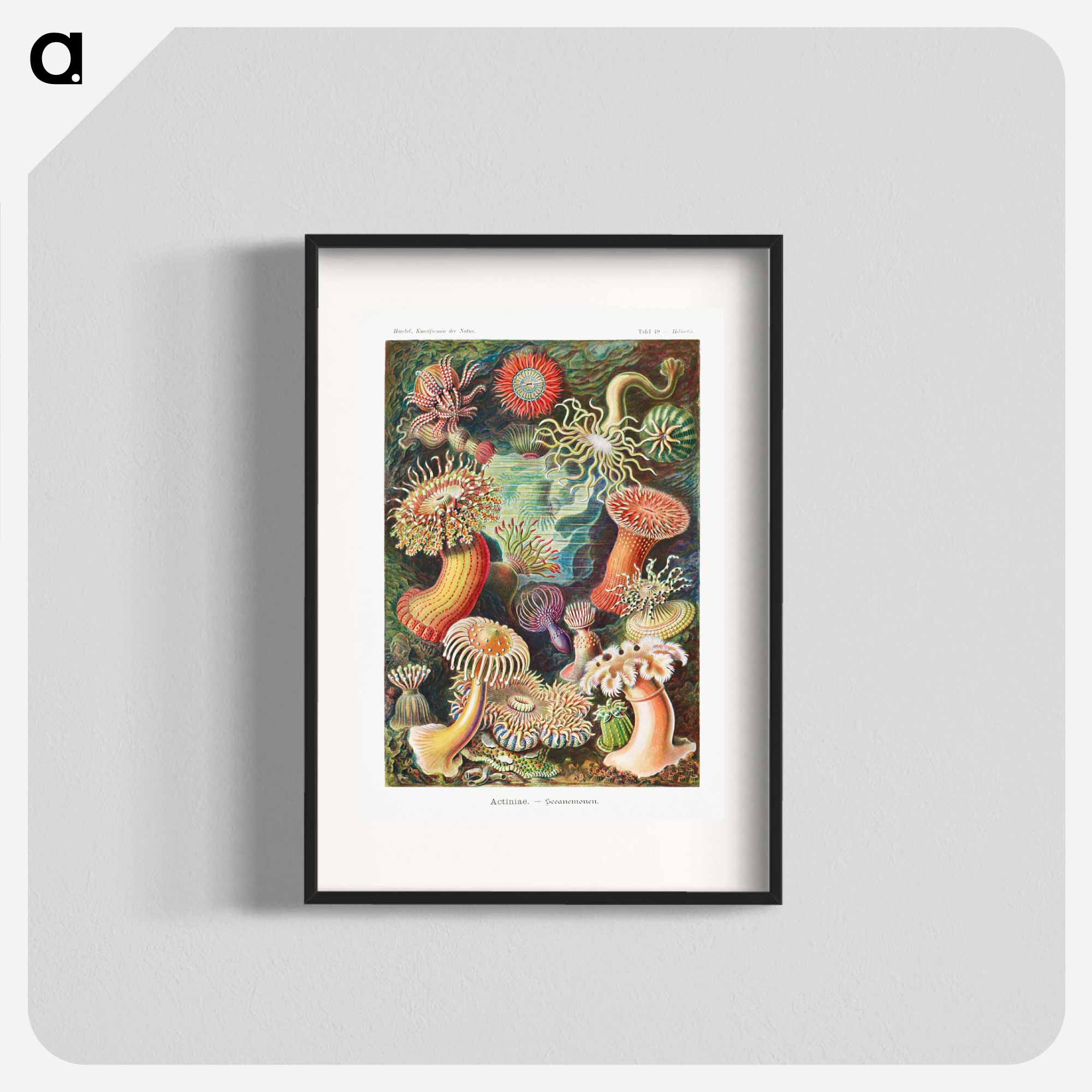 【新品】Ernst Haeckel / Taschen エルンスト・ヘッケル Amazon.co.jp: 洋書 The Art and Science of Ernst Haeckel