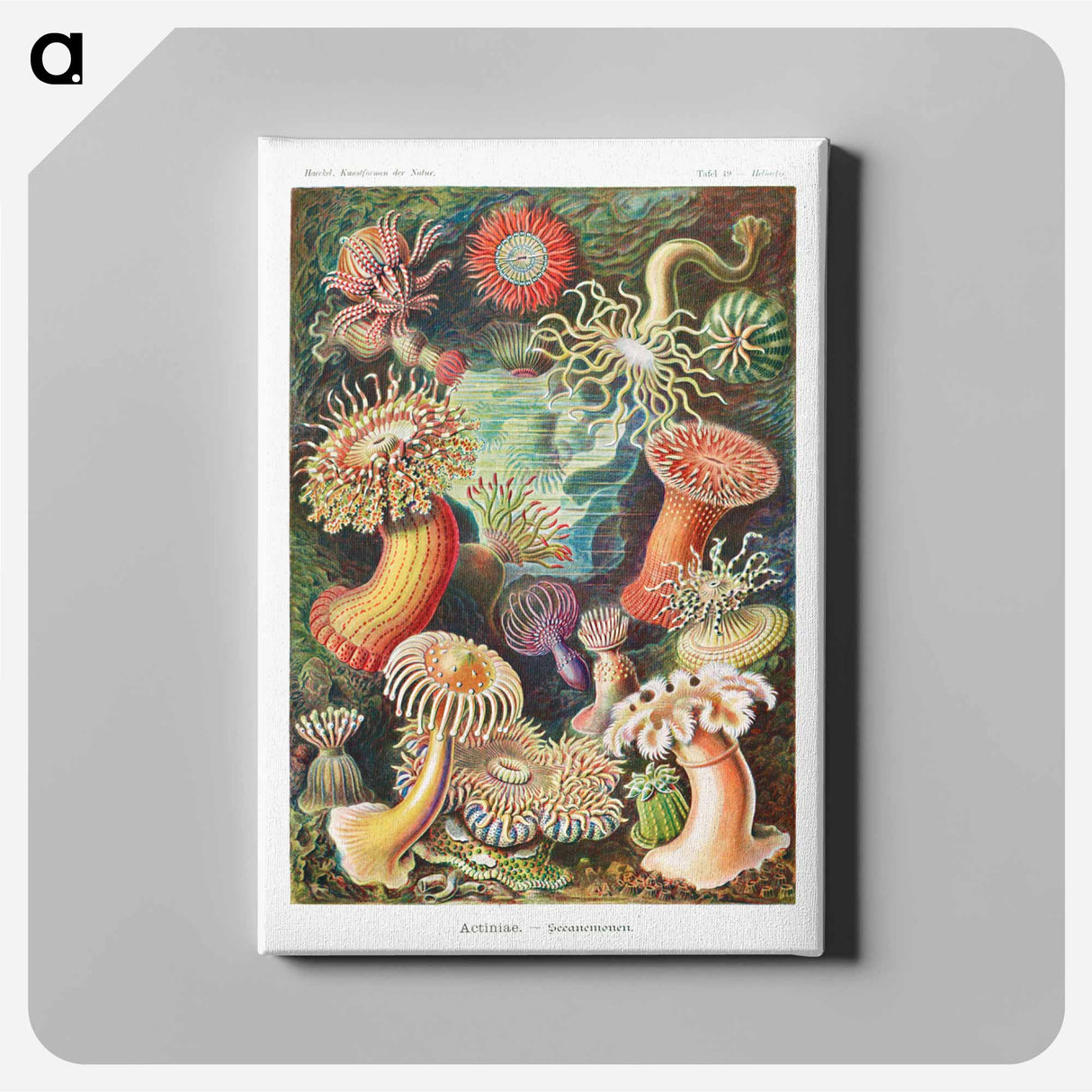 Actiniae–Seeanemonen - エルンスト ヘッケル Canvas.