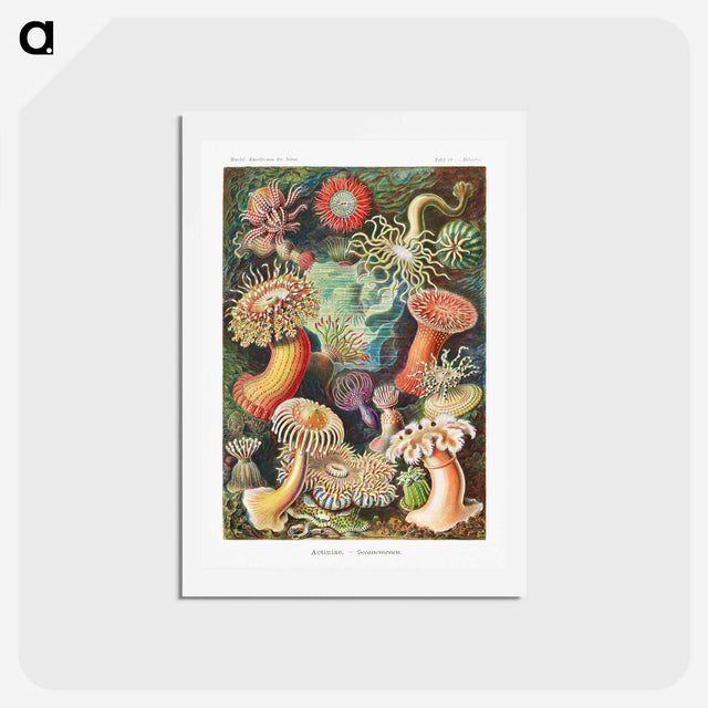 アートポストカード-Actiniae–Seeanemonen - エルンスト ヘッケル Postcard.